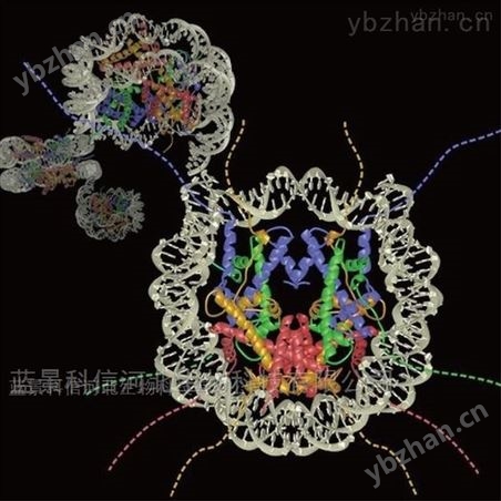 ChIP-seq�鵰������������λ��