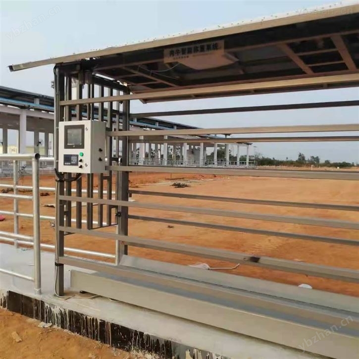 肉牛称重分群系统